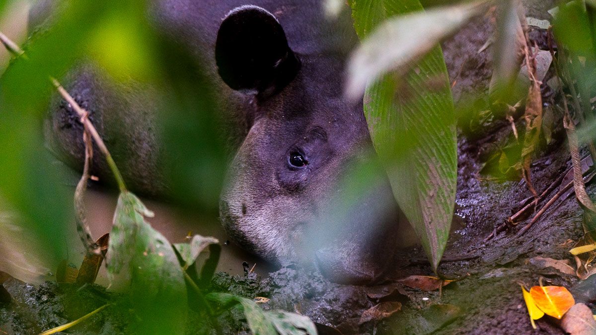 A tapir lying in a muddy puddle looks directly at the camera.
