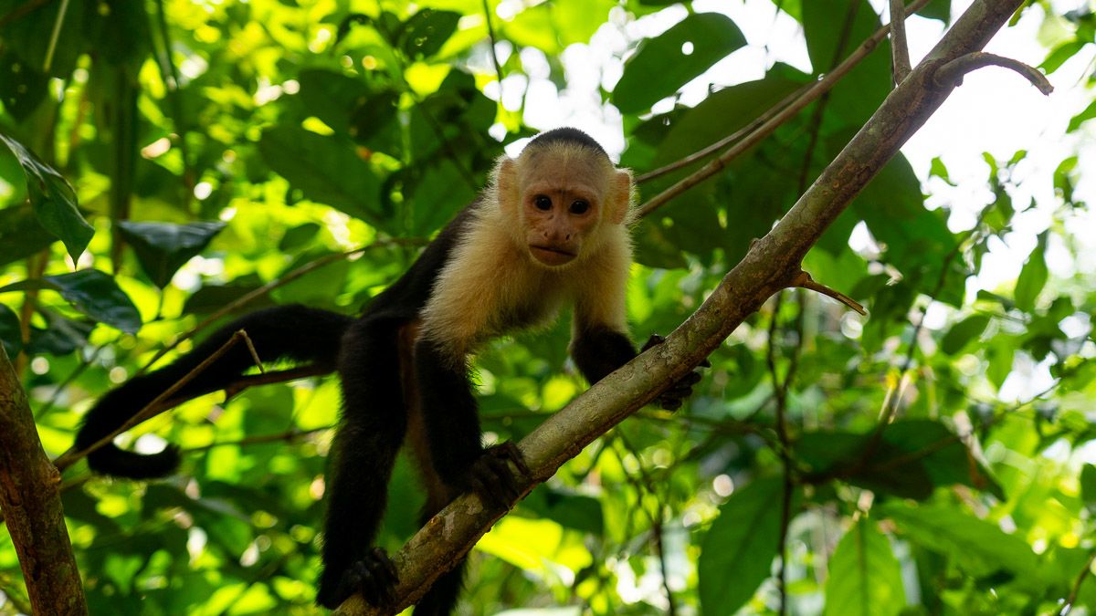A black and white monkey standing on a tree branch looks directly at the camera. 