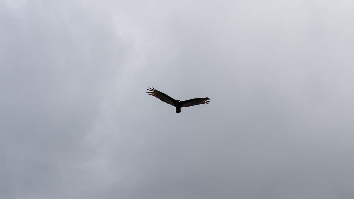 A vulture flies in the sky 