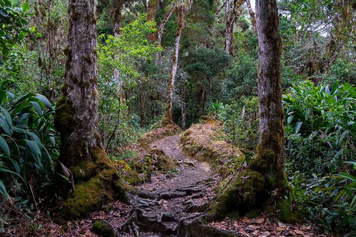 A hiking trial in a forest.