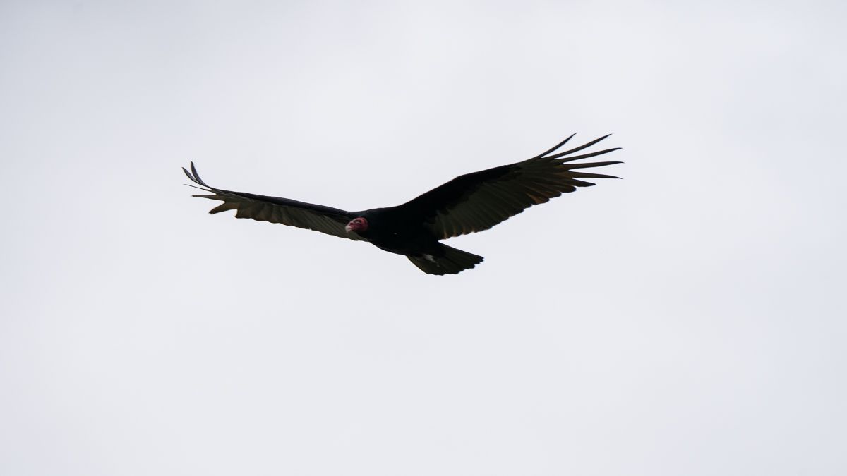A vulture flies in the sky.