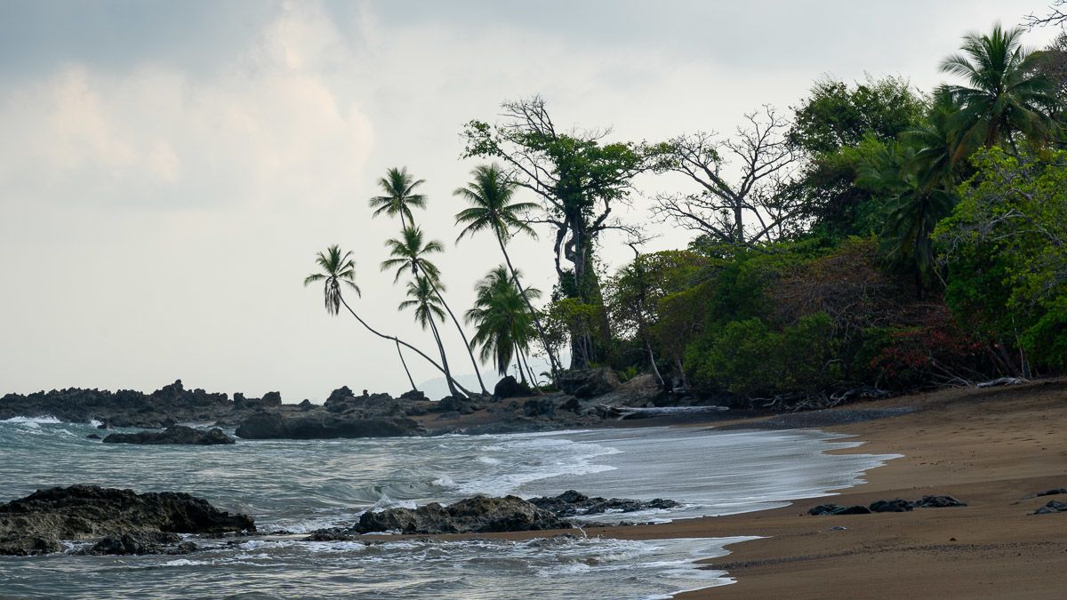 A virgin beach. There are rocks in the water and palm trees in the background.