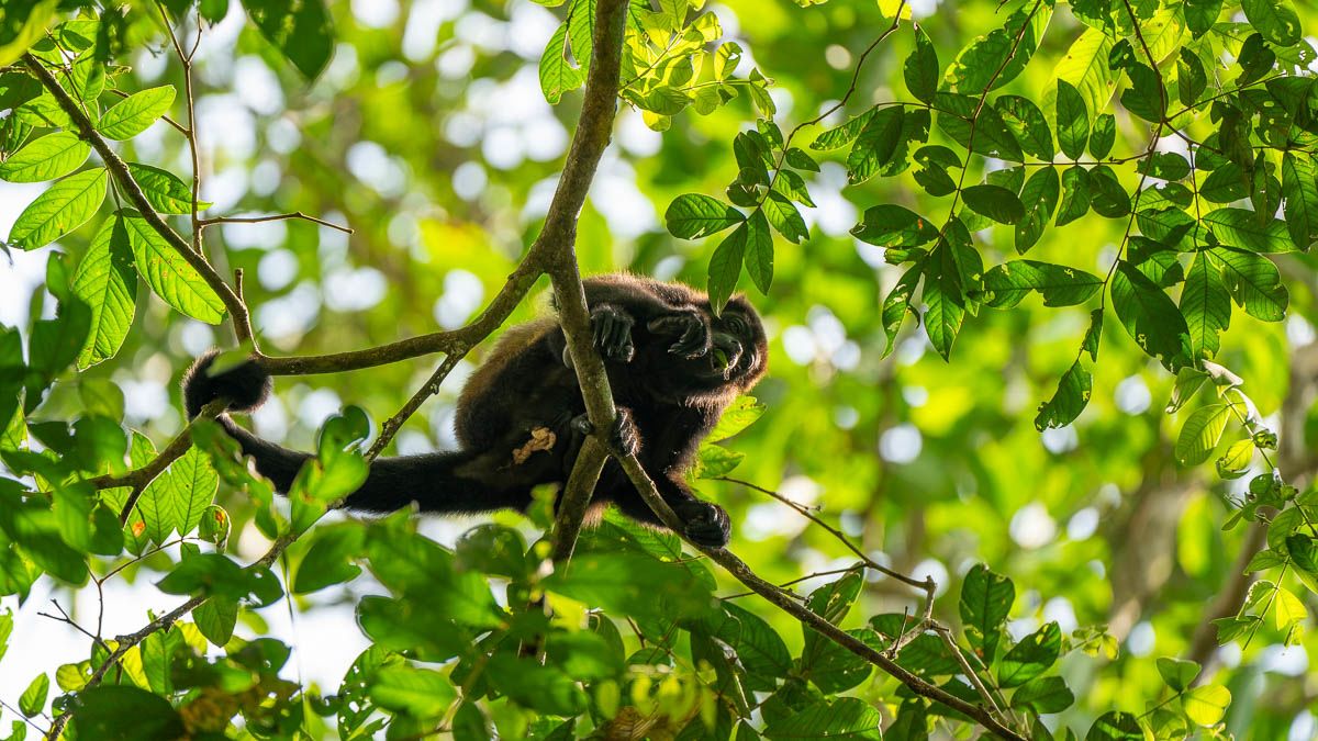 A monkey in a tree.