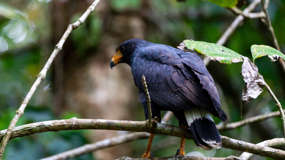 A black bird with orange beak stands in a tree