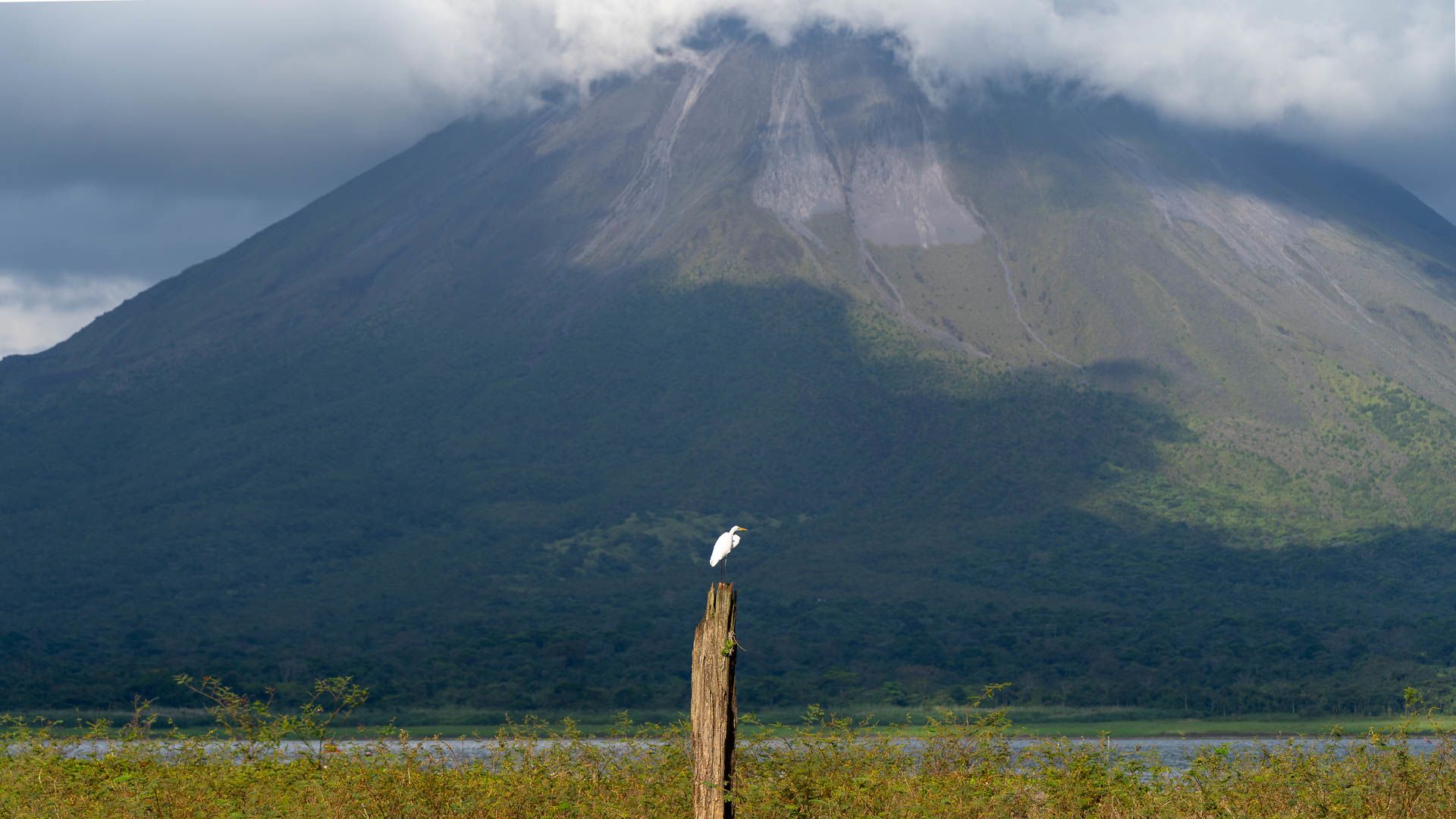 A stalk perched atop a tree trunk.