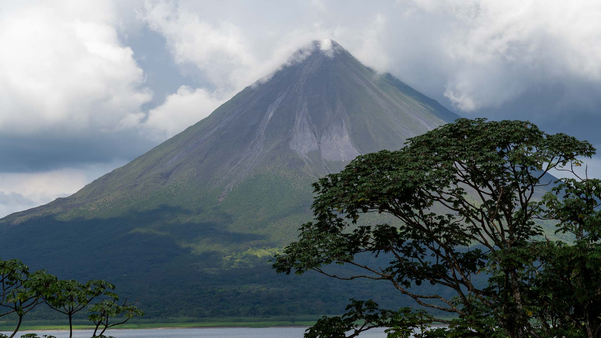 A tree in front of a volcano. There is a lake at the foot of the volcano.